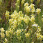Common Toadflax, Yellow Toadflax, or Butter-and-egg