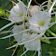 Spring Spider Lily