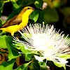 Yellow-Bellied Sunbird ( Female )