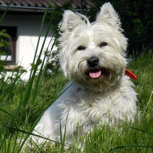 West Highland Terriers 個人化 App LOGO-APP開箱王