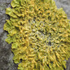 orange wall lichen