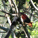 Malabar Giant Squirrel