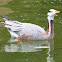 Bar-headed goose