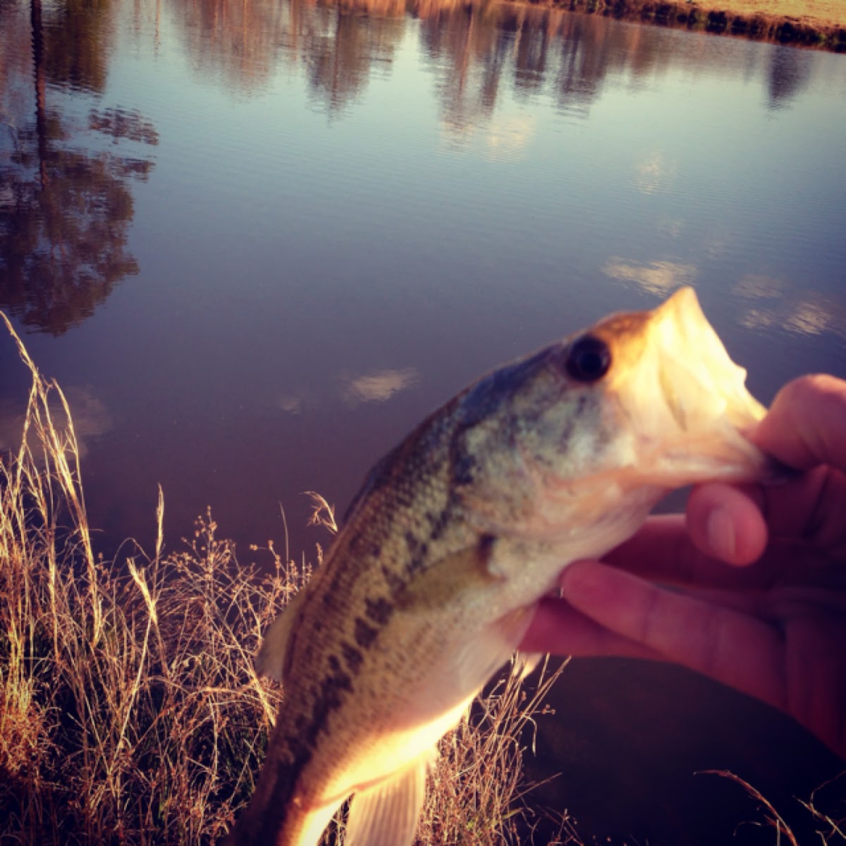 Largemouth Bass