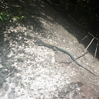Puerto Rican Ground Lizard