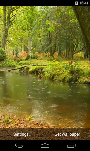 Rain in the forest Video LWP