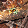 Golfo Dulce Poison Dart Frog