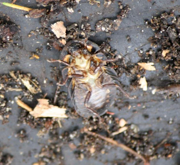 Bark Cockroach Project Noah