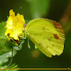 Eurema butterfly