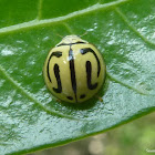 Lady Beetle