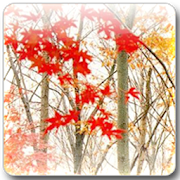 Maple Leaf Live Wallpaper  Icon