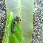 some caterpillar