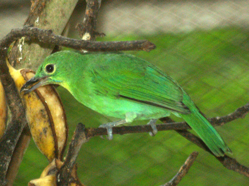 Greater Green Leafbird (female)