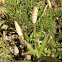 Common horsetail, Field horsetail