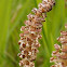 Common horsetail (fertile shoots)