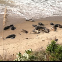 Pacific Harbor seals