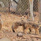 4 Coyote Pups (update)
