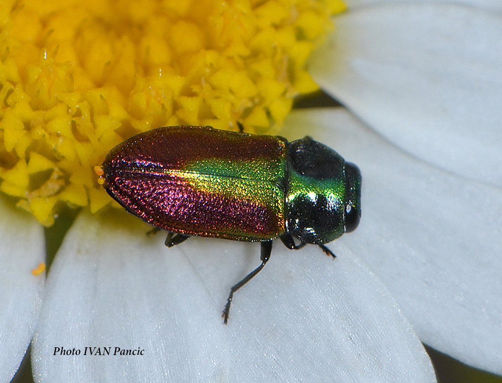 Jewel beetle