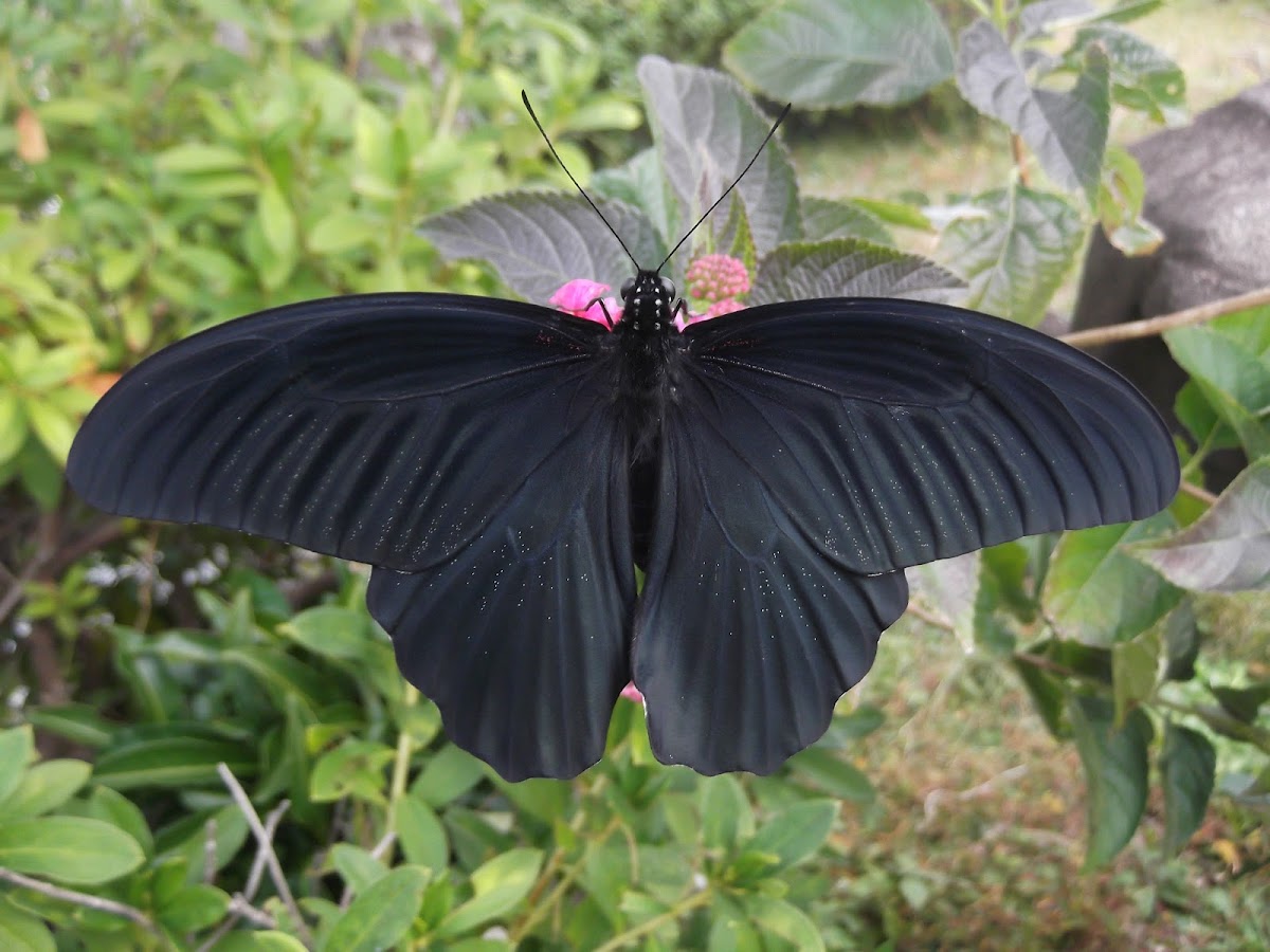 Great Mormon Butterfly (Male)