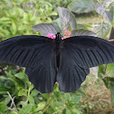 Great Mormon Butterfly (Male)