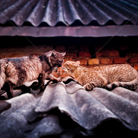 The Rendezvous  by Dinal Jay - Instagram & Mobile Other