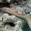 Whitemouth Moray Eel