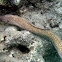Whitemouth Moray Eel