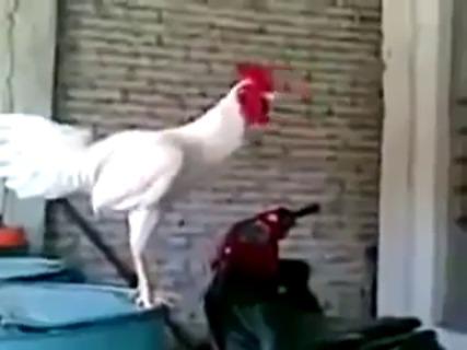 Gallo Feliz