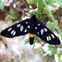 Weissfleck-Widderchen (Nine spotted moth)