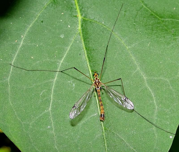 Tiger Crane Fly Project Noah