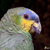Curica (Orange-winged Parrot)