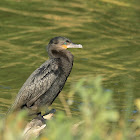 neotropic cormorant