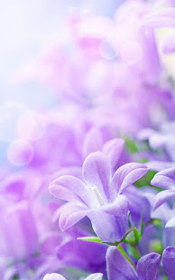 紫丁香花卉動態壁紙(圖3)-速報App