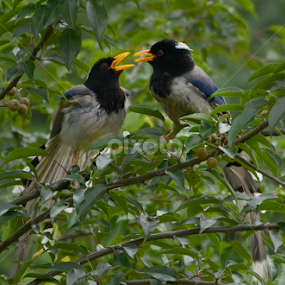 Yellow Billed Blue Magpai by Saurav Chakraborty - Animals Birds