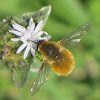 Large beefly