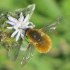 Large beefly