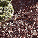 Red bellied water snake