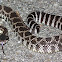 Southern Pacific Rattlesnake