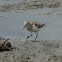 Semipalmated Sandpiper