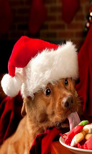 Christmas Dogs wallpaper