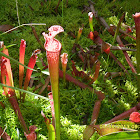 Trumpet Pitcher