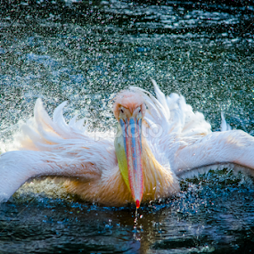 Pelican by Mina Jaguar - Animals Birds