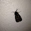 St Lawrence Tiger Moth