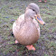 Mallard (female)