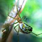 Orchard Spider