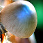 Ink cap Mushroom