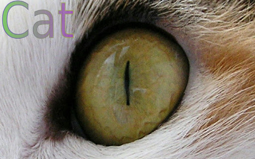 Animal Eyes