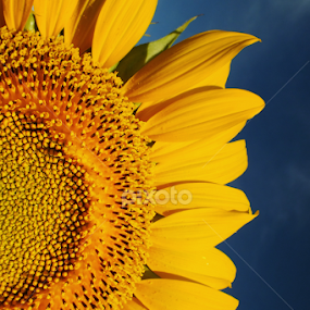 Sunflower in half by Munif Rifa'i - Flowers Single Flower
