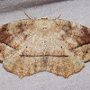 Curve-toothed Geometer