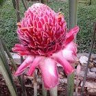 Torch Ginger